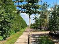 2x zilverlinde, tilia 'brabant', leiboom, ca. 200 cm stamhoogte