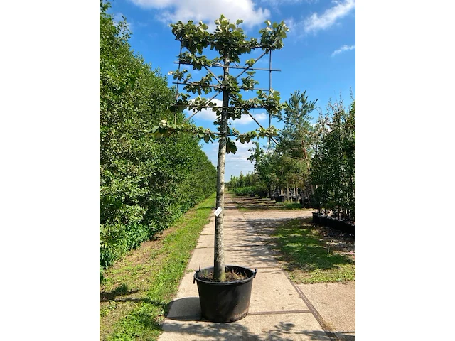 2x zilverlinde, tilia 'brabant', leiboom, ca. 200 cm stamhoogte - afbeelding 2 van  2