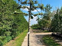 2x zilverlinde, tilia 'brabant', leiboom, ca. 200 cm stamhoogte - afbeelding 2 van  2
