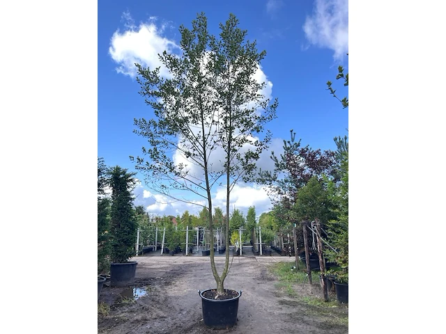 2x zwarte els, alnus glutinosa, meerstammig, ca. 6 m hoog - afbeelding 1 van  2