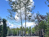 2x zwarte els, alnus glutinosa, meerstammig, ca. 6 m hoog