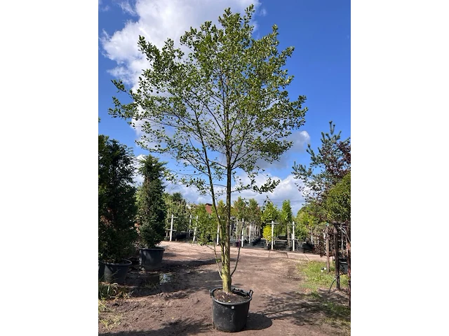2x zwarte els, alnus glutinosa, meerstammig, ca. 6 m hoog - afbeelding 2 van  2