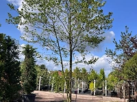 2x zwarte els, alnus glutinosa, meerstammig, ca. 6 m hoog - afbeelding 2 van  2