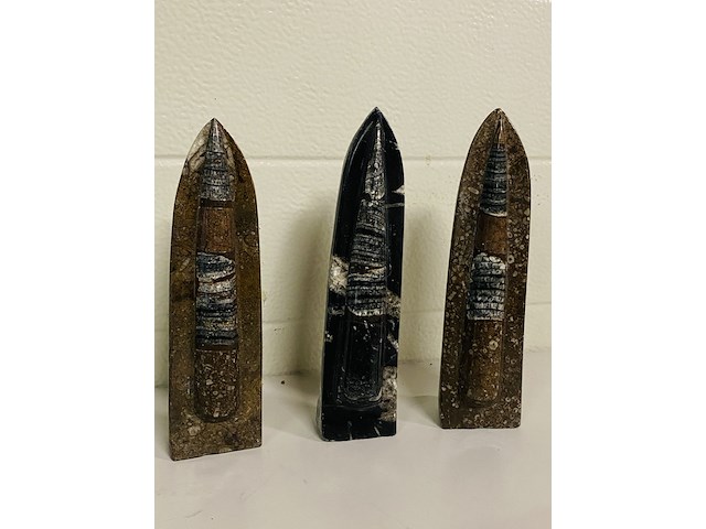 3 orthoceras op standaard - afbeelding 1 van  4