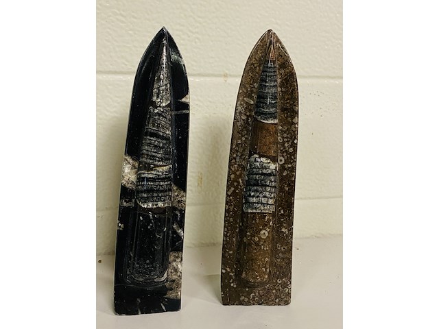 3 orthoceras op standaard - afbeelding 3 van  4