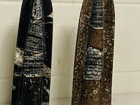 3 orthoceras op standaard - afbeelding 3 van  4