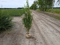 (30x) ligustrum 160-180