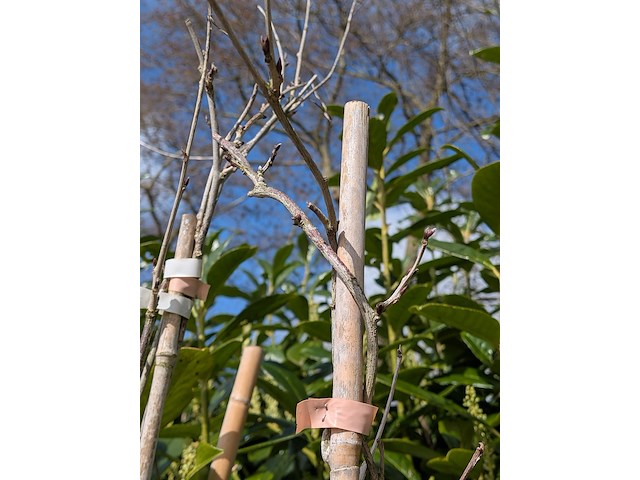 34x klimplant in pot - afbeelding 2 van  23