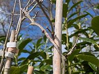 34x klimplant in pot - afbeelding 2 van  23