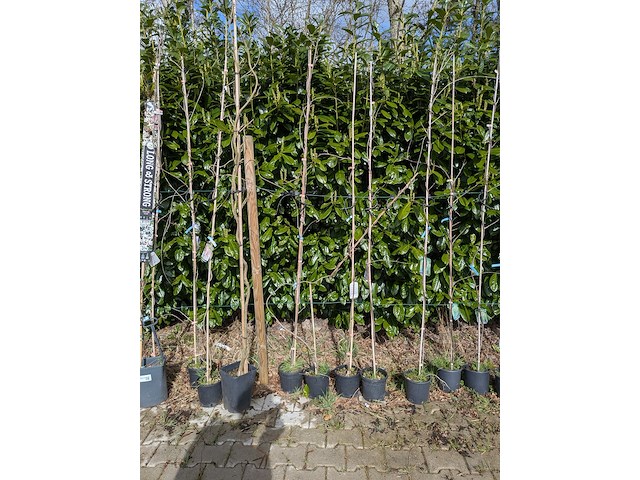 34x klimplant in pot - afbeelding 3 van  23