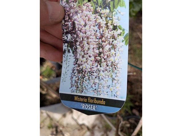 34x klimplant in pot - afbeelding 5 van  23