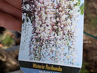 34x klimplant in pot - afbeelding 5 van  23