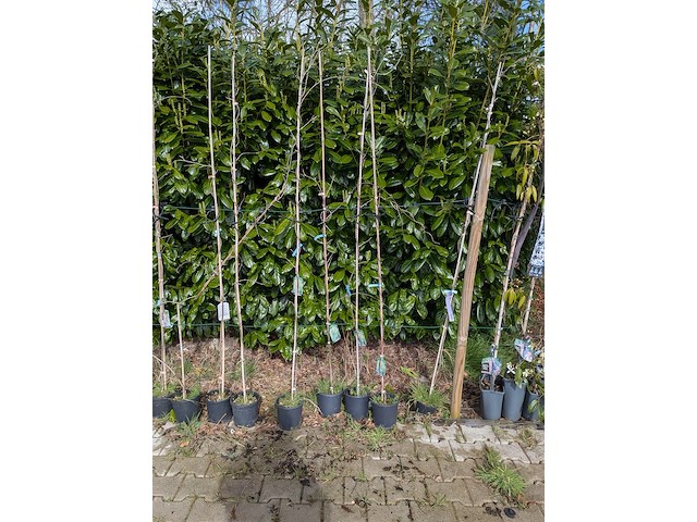 34x klimplant in pot - afbeelding 6 van  23
