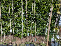 34x klimplant in pot - afbeelding 6 van  23