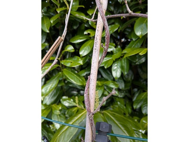 34x klimplant in pot - afbeelding 7 van  23