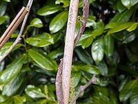 34x klimplant in pot - afbeelding 7 van  23