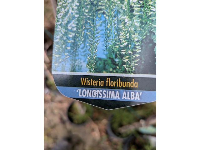 34x klimplant in pot - afbeelding 8 van  23