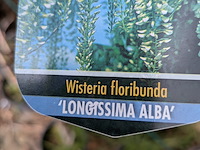 34x klimplant in pot - afbeelding 8 van  23