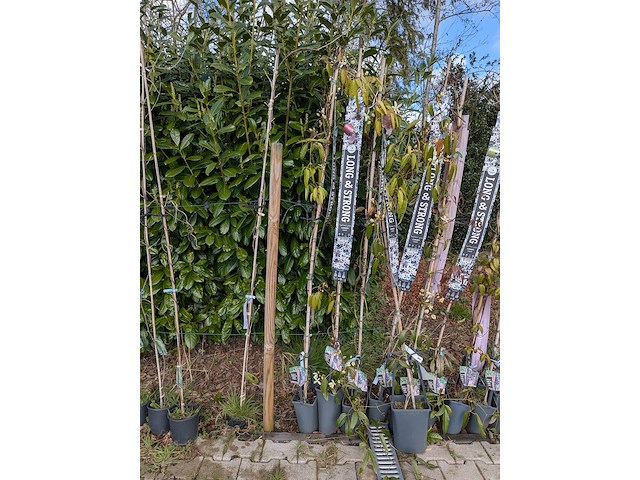 34x klimplant in pot - afbeelding 9 van  23