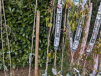 34x klimplant in pot - afbeelding 9 van  23