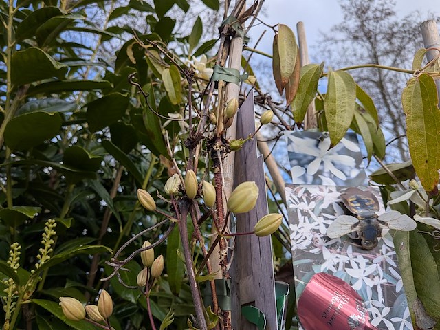 34x klimplant in pot - afbeelding 10 van  23