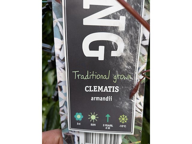 34x klimplant in pot - afbeelding 11 van  23