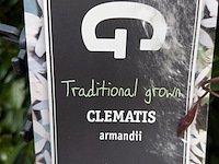 34x klimplant in pot - afbeelding 11 van  23