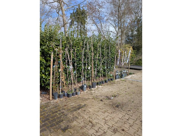 34x klimplant in pot - afbeelding 1 van  23