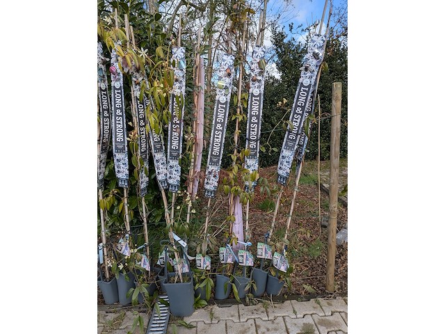 34x klimplant in pot - afbeelding 13 van  23
