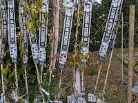 34x klimplant in pot - afbeelding 13 van  23