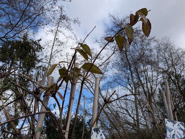 34x klimplant in pot - afbeelding 14 van  23