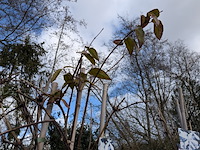 34x klimplant in pot - afbeelding 14 van  23