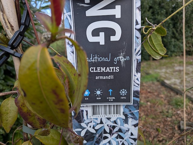 34x klimplant in pot - afbeelding 16 van  23