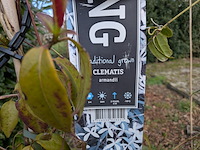 34x klimplant in pot - afbeelding 16 van  23