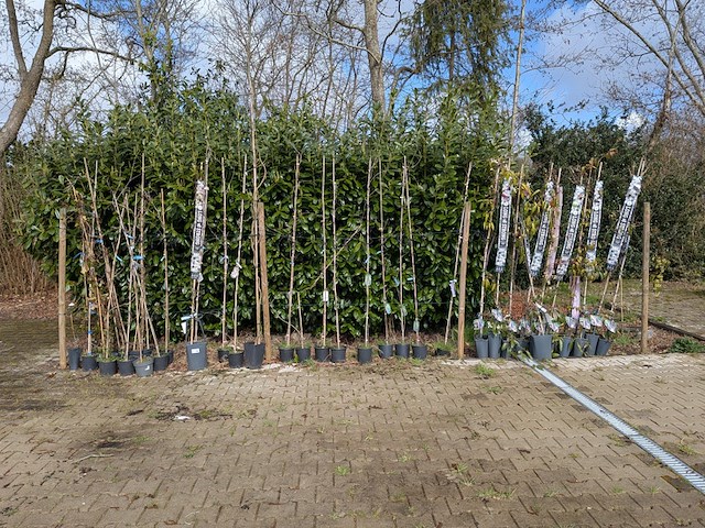 34x klimplant in pot - afbeelding 12 van  23