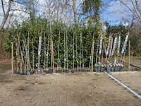 34x klimplant in pot - afbeelding 12 van  23