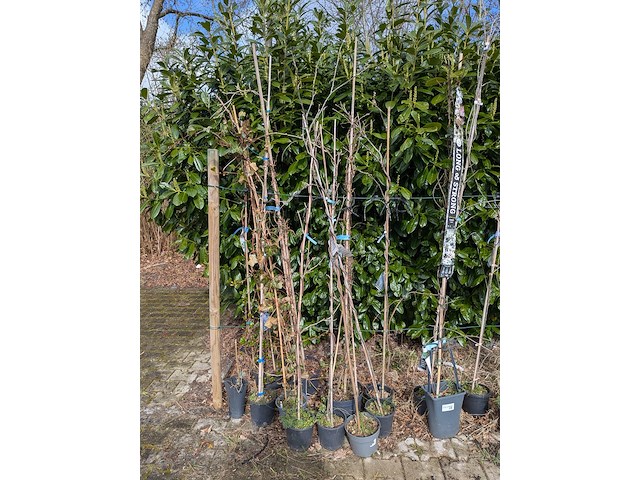 34x klimplant in pot - afbeelding 17 van  23