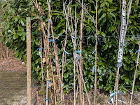 34x klimplant in pot - afbeelding 17 van  23