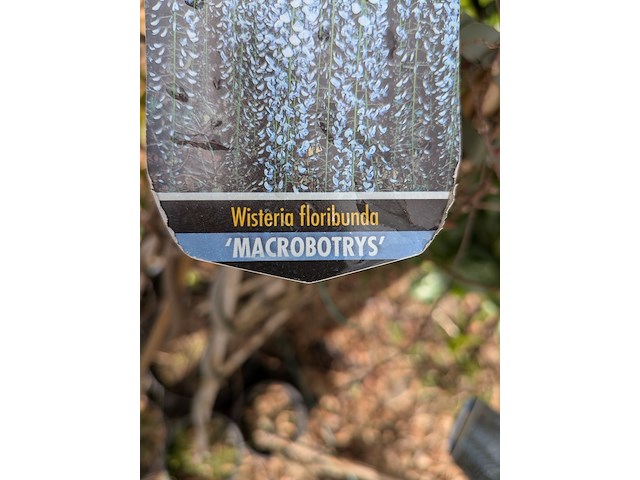 34x klimplant in pot - afbeelding 18 van  23