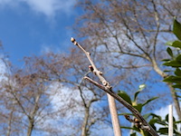 34x klimplant in pot - afbeelding 19 van  23