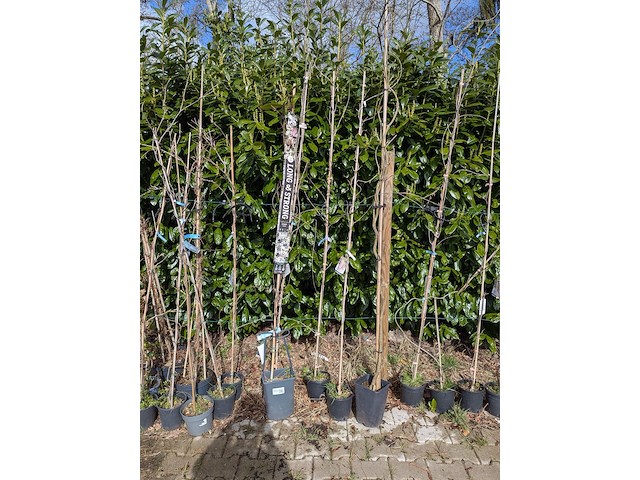 34x klimplant in pot - afbeelding 20 van  23