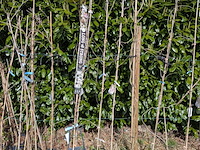 34x klimplant in pot - afbeelding 20 van  23