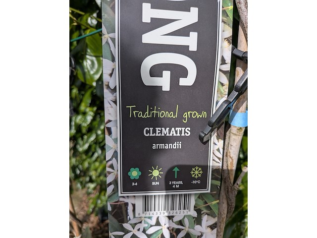 34x klimplant in pot - afbeelding 21 van  23