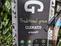 34x klimplant in pot - afbeelding 21 van  23