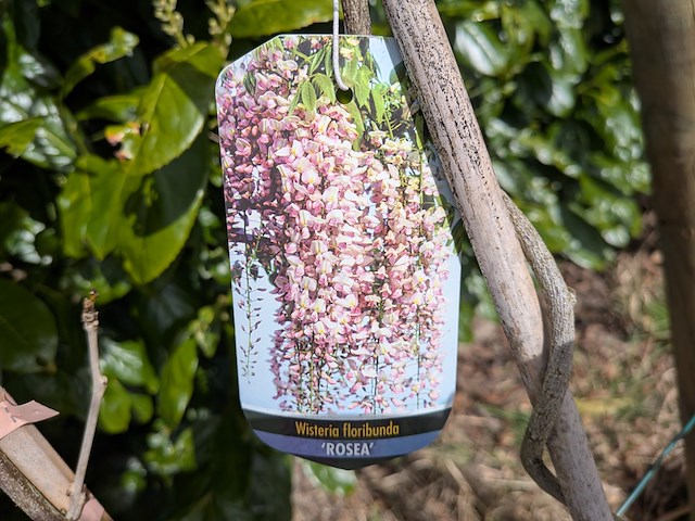 34x klimplant in pot - afbeelding 22 van  23