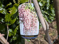 34x klimplant in pot - afbeelding 22 van  23