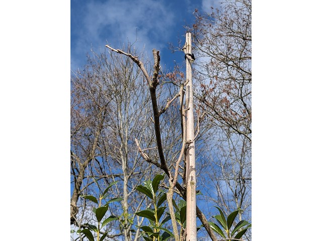 34x klimplant in pot - afbeelding 23 van  23