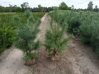 (35x) pinus sylvestris 100-120