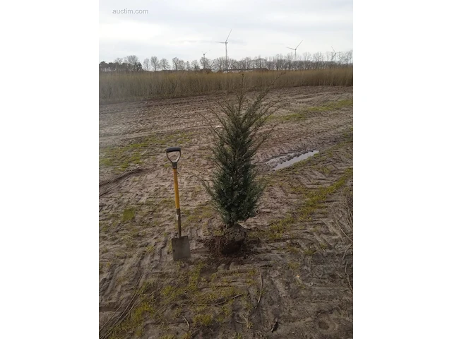 (35x) taxus baccata 100-120 - afbeelding 1 van  1