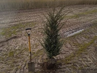 (35x) taxus baccata 100-120